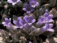 Campanula topaliana 5, Saxifraga-Jan van der Straaten
