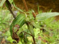 Campanula trachelium 20, Ruig klokje, Saxifraga-Rutger Barendse