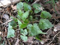Campanula trachelium 16, Ruig klokje, Saxifraga-Rutger Barendse