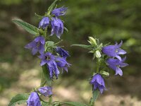 Campanula trachelium 21, Ruig klokje, Saxifraga-Willem van Kruijsbergen