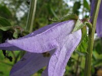 Campanula trachelium 9, Ruig klokje, Saxifraga-Rutger Barendse