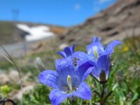Campanula tridentata 3, Saxifraga-Ed Stikvoort