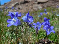 Campanula tridentata 4, Saxifraga-Ed Stikvoort