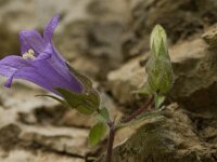 Campanula tubulosa 4, Saxifraga-Willem van Kruijsbergen