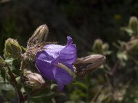 Campanula tubulosa 5, Saxifraga-Jan van der Straaten