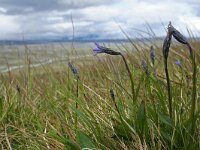 Campanula uniflora 2, Saxifraga-Jeroen Willemsen