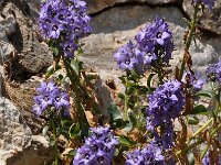 Campanula versicolor 2, Saxifraga-Harry Jans