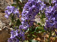 Campanula versicolor 3, Saxifraga-Harry Jans