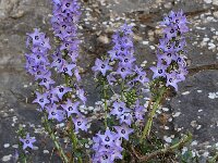 Campanula versicolor 4, Saxifraga-Harry Jans
