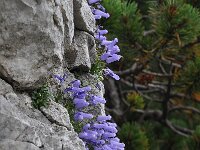 Campanula zoysii 7, Saxifraga-Harry Jans