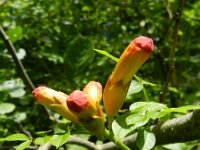 Campsis radicans 3, Saxifraga-Rutger Barendse