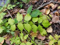 Campsis radicans 5, Saxifraga-Rutger Barendse