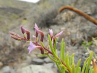 Campylanthus salsoloides 10, Saxifraga-Rutger Barendse