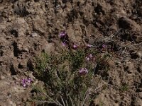 Campylanthus salsoloides 2, Saxifraga-Ed Stikvoort