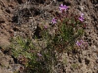 Campylanthus salsoloides 3, Saxifraga-Ed Stikvoort