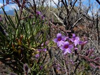 Campylanthus salsoloides 4, Saxifraga-Ed Stikvoort