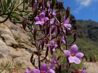 Campylanthus salsoloides 6, Saxifraga-Ed Stikvoort