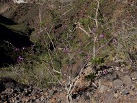 Campylanthus salsoloides 7, Saxifraga-Ed Stikvoort