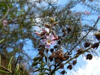 Campylanthus salsoloides 8, Saxifraga-Rutger Barendse