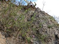 Campylanthus salsoloides 9, Saxifraga-Rutger Barendse