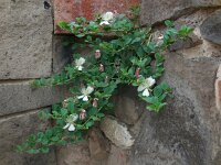 Capparis spinosa 3 Saxifraga-Ed Stikvoort