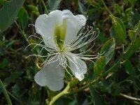Capparis spinosa 4, Saxifraga-Ed Stikvoort