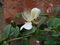 Capparis spinosa 5, Saxifraga-Ed Stikvoort