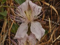 Capparis spinosa 6, Saxifraga-Harry Jans