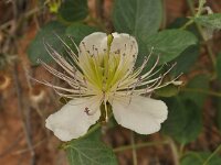 Capparis spinosa 7, Saxifraga-Harry Jans