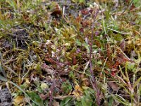 Capsella rubella 15 Rood herderstasje, Saxifraga-Ed Stikvoort
