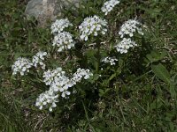 Cardamine alpina 10, Saxifraga-Willem van Kruijsbergen
