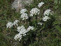 Cardamine alpina 11, Saxifraga-Willem van Kruijsbergen