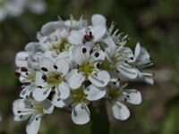Cardamine alpina 12, Saxifraga-Willem van Kruijsbergen