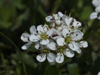 Cardamine alpina 13, Saxifraga-Willem van Kruijsbergen