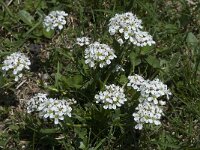 Cardamine alpina 14, Saxifraga-Willem van Kruijsbergen