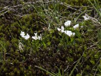 Cardamine alpina 2, Saxifraga-Willem van Kruijsbergen