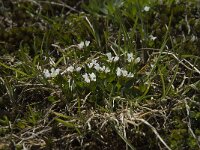 Cardamine alpina 3, Saxifraga-Willem van Kruijsbergen