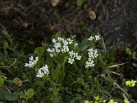 Cardamine alpina 4, Saxifraga-Willem van Kruijsbergen