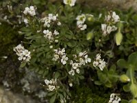 Cardamine alpina 5, Saxifraga-Willem van Kruijsbergen