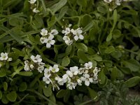 Cardamine alpina 7, Saxifraga-Willem van Kruijsbergen