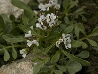 Cardamine alpina 8, Saxifraga-Willem van Kruijsbergen