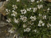 Cardamine alpina 9, Saxifraga-Willem van Kruijsbergen