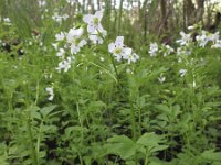 Cardamine amara 10, Bittere veldkers, Saxifraga-Rob Felix : Plantae, Plants, Project Natuurbalans, planten