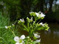 Cardamine amara 11, Bittere veldkers, Saxifraga-Rutger Barendse