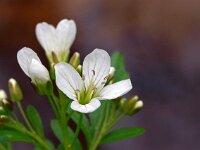 Cardamine amara 12, Bittere veldkers, Saxifraga-Hans Dekker