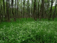 Cardamine amara 17, Bittere veldkers, Saxifraga-Hans Boll
