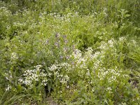 Cardamine amara 2, Bittere veldkers, Saxifraga-Roel Meijer