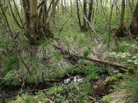 Cardamine amara 24, Bittere veldkers, Saxifraga-Hans Boll