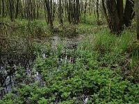 Cardamine amara 26, Bittere veldkers, Saxifraga-Hans Boll