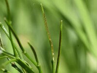Cardamine amara 29, Bittere veldkers, Saxifraga-Sonja Bouwman  Bittere veldkers - Cardamine amara - Brassicaceae familie